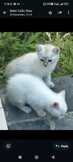 Kittens/ cats for sale