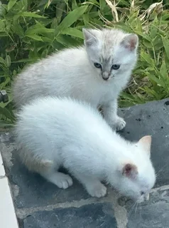 Kittens/ cats for sale