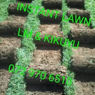 Kitsgras - Lm & Kikuyu & Cynodan