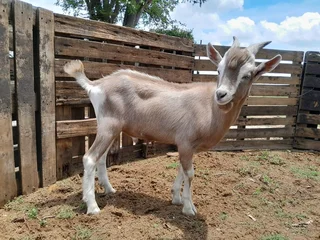 Toggenburg milk goat ram