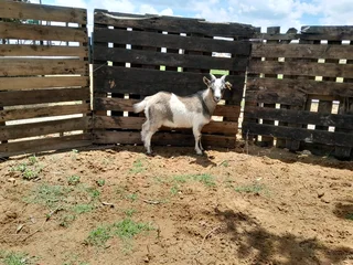 Dwarf goats