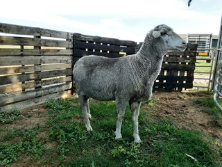Merino sheep for sale