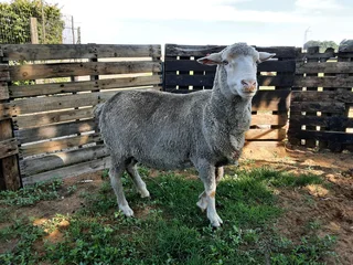 Merino sheep for sale