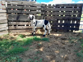 Meatmaster ram lambs