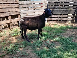 Meatmaster ram lambs