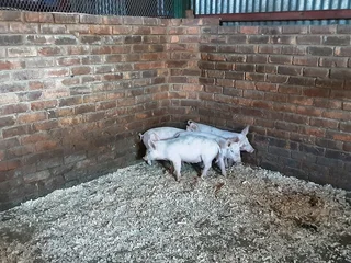 Landrace × large white pigs