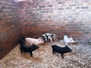 Kolbroek × potbelly