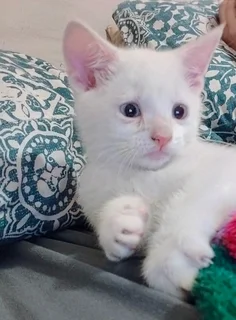 Kittens - Ad posted by Kevin Palany