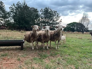 Beautiful sheep for sale - Breeding Herd