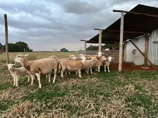 Beautiful sheep for sale - Breeding Herd