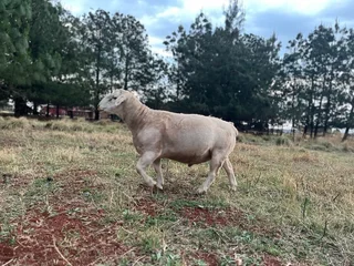 Beautiful sheep for sale - Breeding Herd