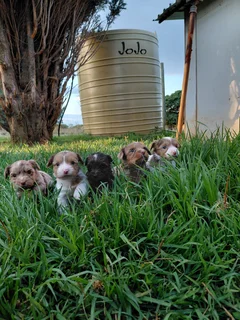 Pure Breed Yorkie Puppies