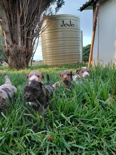 Pure Breed Yorkie Puppies