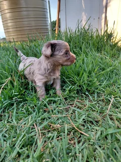 Pure Breed Yorkie Puppies