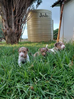 Pure Breed Yorkie Puppies
