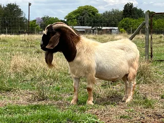 Boergoat Buck/Ram for sale