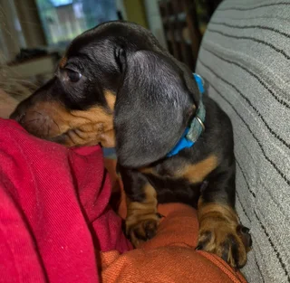 Worshondjies - Ad posted by Bernice Lubbe