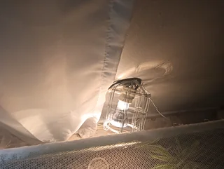 corn snake with setup