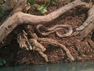 corn snake with setup