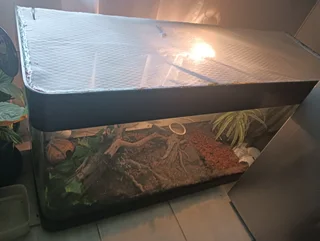 corn snake with setup