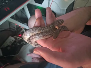 corn snake with setup