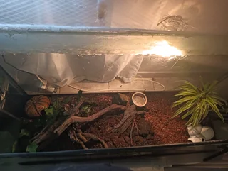 corn snake with setup