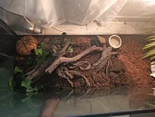 corn snake with setup