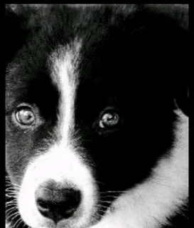 Border Collie puppies