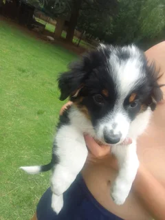 Border Collie cross male