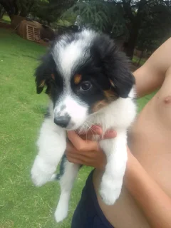 Border Collie cross male