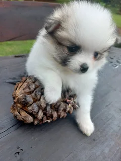 Pomeranian Toypom Female puppy