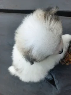 Pomeranian Toypom Female puppy