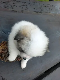 Pomeranian Toypom Female puppy