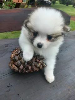 Pomeranian Toypom Female puppy