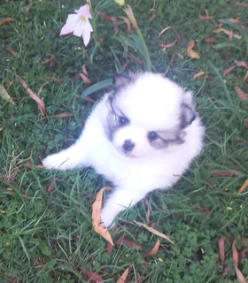 Pomeranian Toypom Female puppy