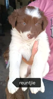 Border Collie male puppies