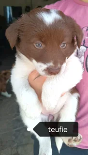 Border Collie female puppy