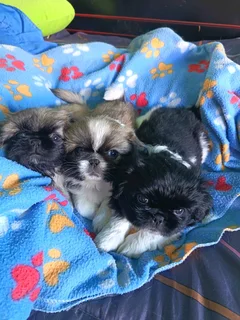 Pekingese male puppies