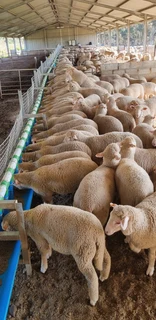 Automated Sheep Feeder Systems For Sale (009206)