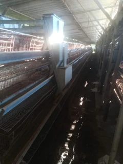 Chicken Coops For Sale (012699)