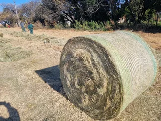 Tef Bales For Sale (014231)