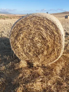 2025 Gars Strooibale / Harvest Season Barley straw bales For Sale (014488)