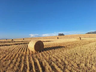 Koring Strooi Bale / Wheat Straw Bales For Sale (014564)