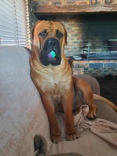 Bull Mastiff