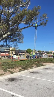 we cut tree down, back professionally - 35 years of doing it right. Trimming, pruning done