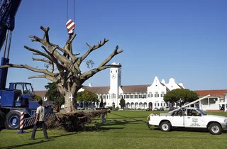 we cut tree down, back professionally - 35 years of doing it right. Trimming, pruning done
