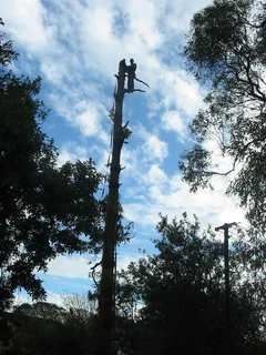tree felling  garden and trimming done professionally.