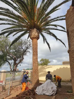tree felling  garden and trimming done professionally.