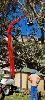 tree felling  garden and trimming done professionally.