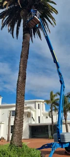 tree felling  garden and trimming done professionally.